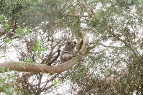 Koala in a tree at the Great Ocean Road